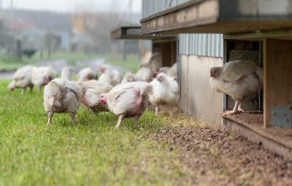 Free-range hens outdoors in New Zealand, the flock type most affected if H5N1 forces indoor housing